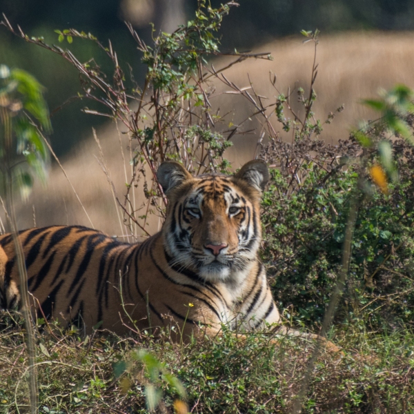 Tadoba – Andhari Tiger Reserve – A weekend with the Big Cats!
